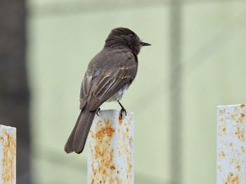 Close-up of bird perching on wooden post