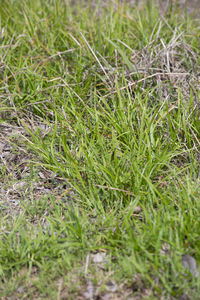 High angle view of grass growing on field