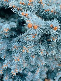 Full frame shot of christmas tree