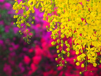 Close-up of flowering plant