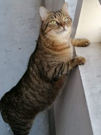 Portrait of tabby cat looking away