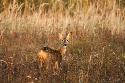 Portrait of deer standing on land