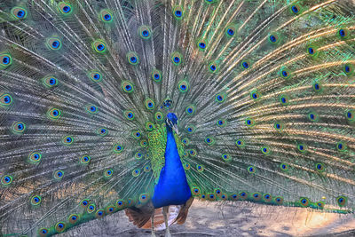 Peacock feathers