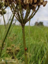 Close-up of insect on grass