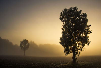 Silhouette of trees in foggy weather