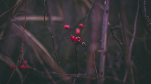 Close-up of red berries on tree