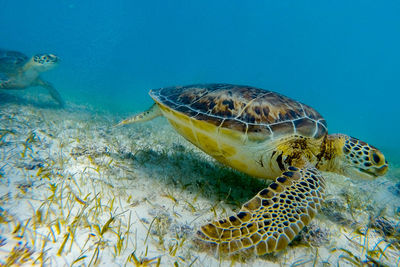 Turtle swimming in sea