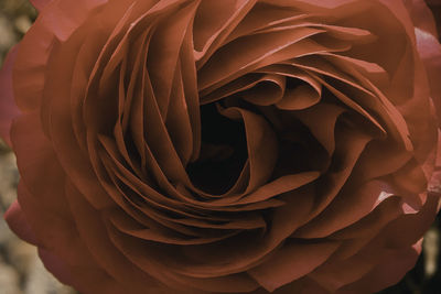 Close-up of rose