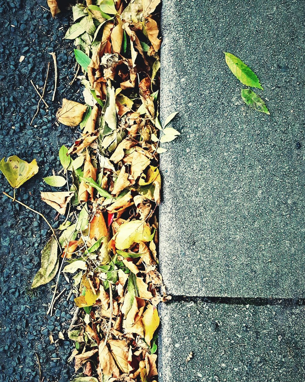 leaf, close-up, season, autumn, change, yellow, fragility, selective focus, botany, fallen, growth, nature, vibrant color, plant, group of objects, green color, day, tranquility, plant life, large group of objects, footpath, leaves, beauty in nature, outdoors, natural condition, abundance