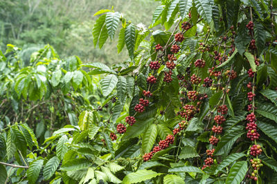 Close-up of berries growing on plant