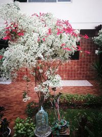 Flowers blooming on tree