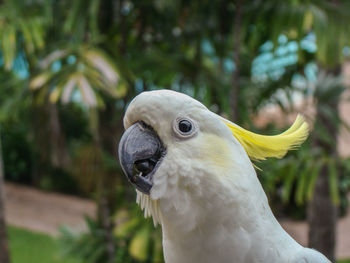 Close-up of parrot