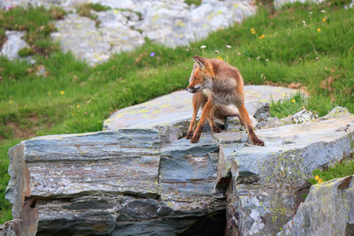 Monkey on rock