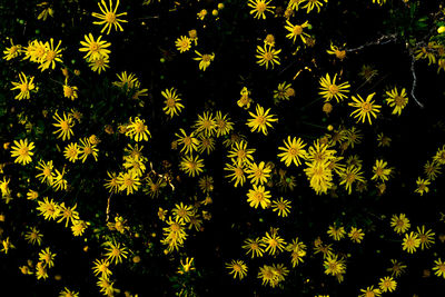 Full frame shot of yellow flowers blooming outdoors