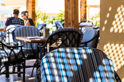 People sitting in restaurant with bird in foreground