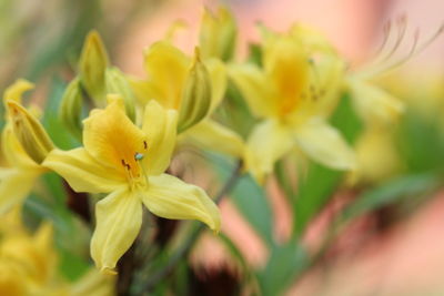 Close-up of yellow flowering plant