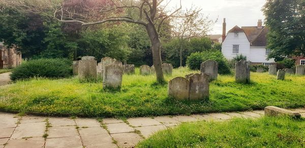 Trees and plants in cemetery against building