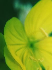 Close-up of flower against blurred background