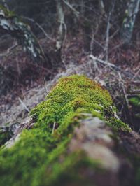 Close-up of moss on tree trunk in forest