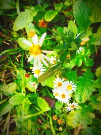 Close-up of yellow flowers blooming outdoors