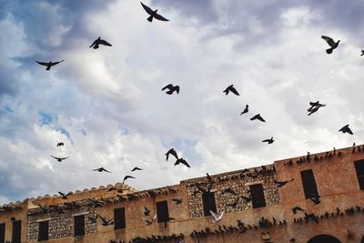Low angle view of birds flying in sky