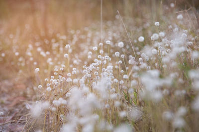 Beautiful of plains blackfoot flowers.