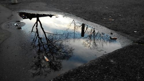 Reflection of trees in puddle