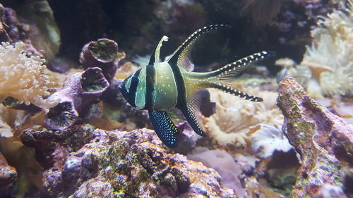 Close-up of jellyfish swimming in sea