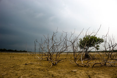 Bare trees on field against sky