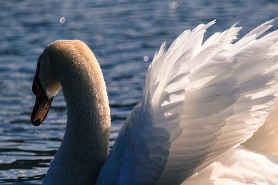 Close-up of bird in water