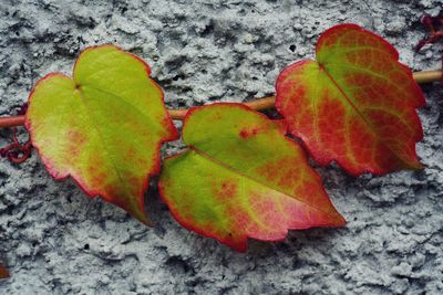 High angle view of maple leaf on snow