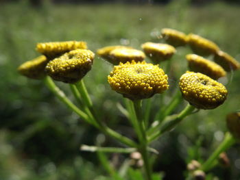 Close-up of yellow flowers on plant