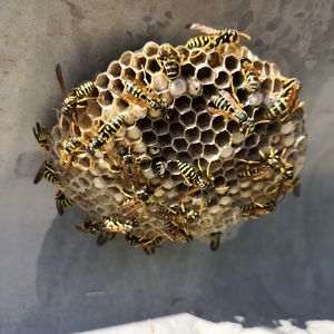 High angle view of bee on leaf