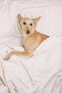 High angle view of dog on bed