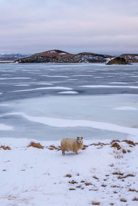 A sheep by the frozen lake