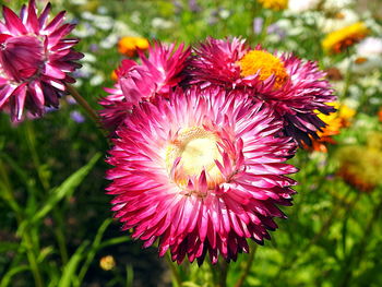 Close-up of pink flowering plant in garden