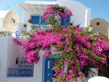 Low angle view of pink flowers blooming on tree