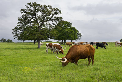 Cows on grassy field against sky