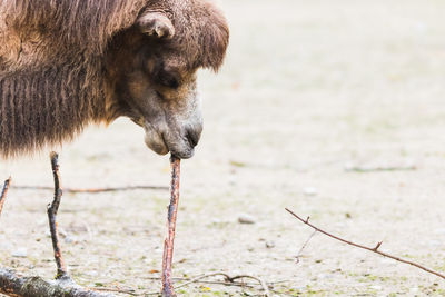 Close-up of a horse drinking water