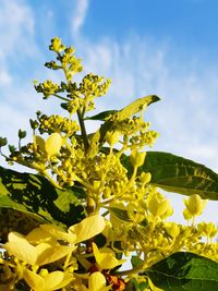 Close-up of yellow flowering plant against sky