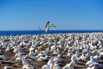 Seagulls flying over sea against clear blue sky