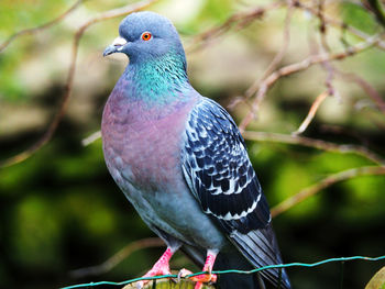 Close-up of bird perching on branch