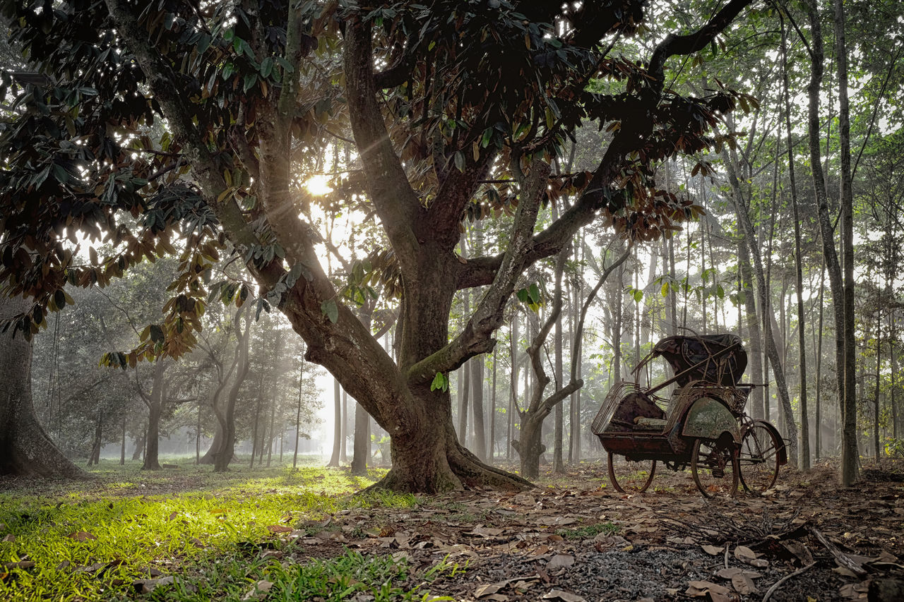 tree, plant, tree trunk, trunk, nature, seat, land, tranquility, day, outdoors, tranquil scene, beauty in nature, growth, branch, forest, no people, field, park, cart, chair