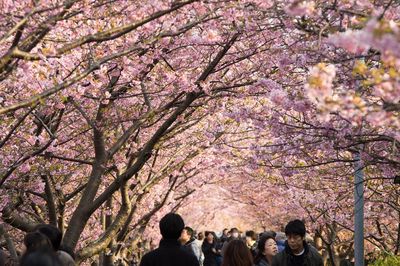 People walking below cherry trees in park