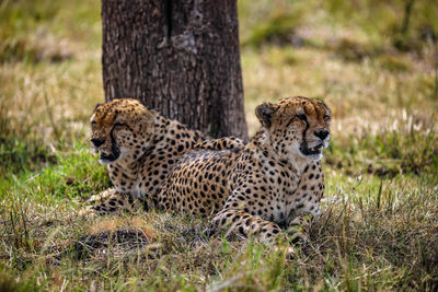 Cheetah on field