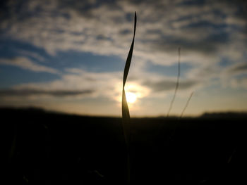 Close-up of silhouette plant on field against sky during sunset