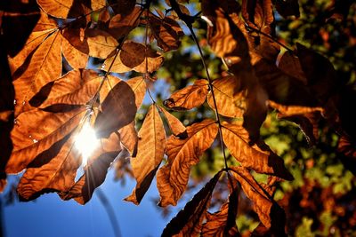 Low angle view of maple leaves on tree
