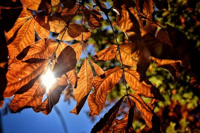 Low angle view of maple leaves on tree