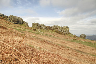 Cow and calf, ilkley moor. 