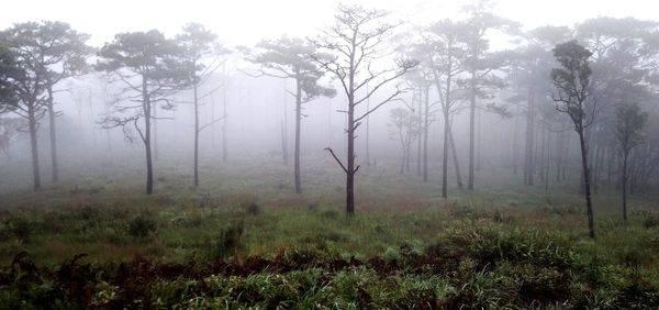 Trees on field in forest